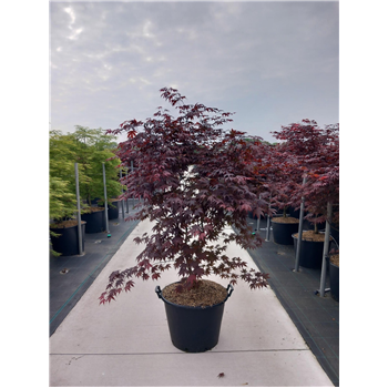 Javor palmatum 'Bloodgood' F00010624