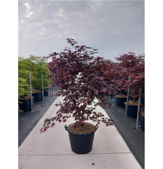 Javor palmatum 'Bloodgood' F00010624