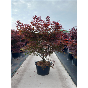 Javor palmatum 'Bloodgood' F00010628