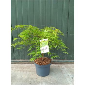 Javor palmatum 'Dissectum' F00010629
