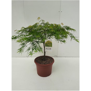 Javor palmatum 'Dissectum' F00010630
