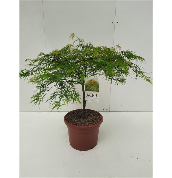 Javor palmatum 'Dissectum' F00010630