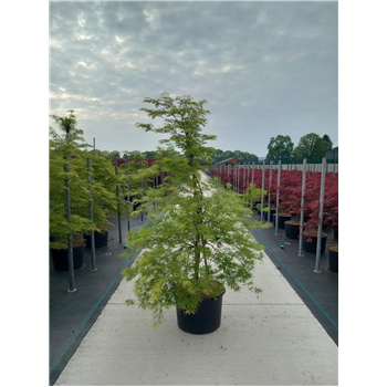Javor palmatum 'Dissectum' F00010632