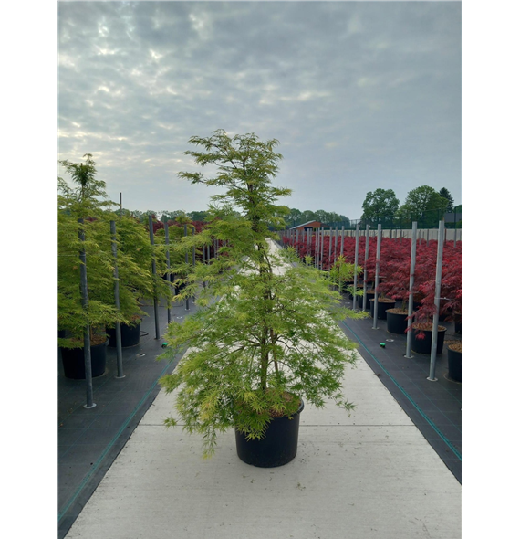 Javor palmatum 'Dissectum' F00010632