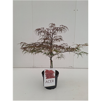 Javor palmatum 'Garnet' F00010638