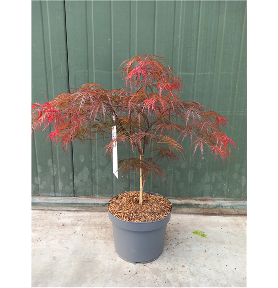 Javor palmatum 'Garnet' F00010635