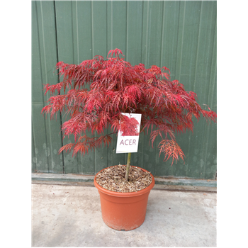 Javor palmatum 'Garnet' F00010637