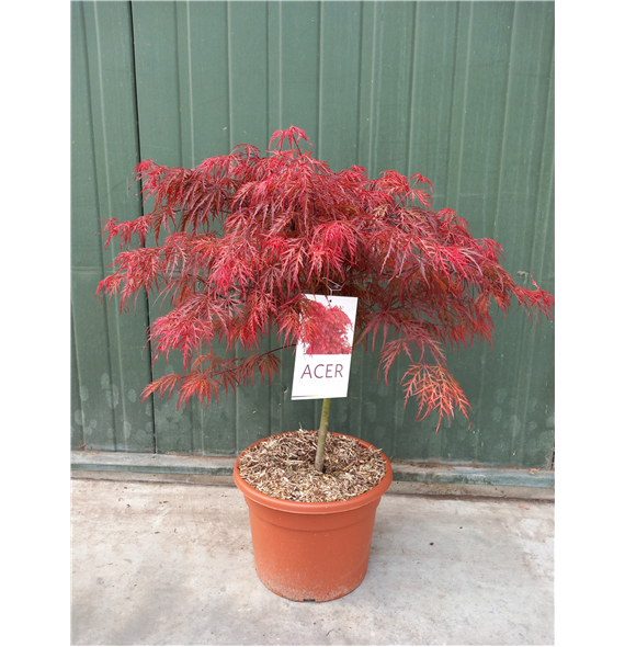 Javor palmatum 'Garnet' F00010637