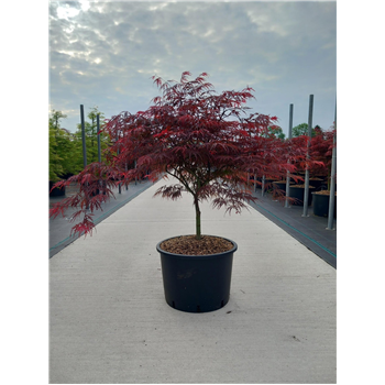 Javor palmatum 'Garnet' F00010633