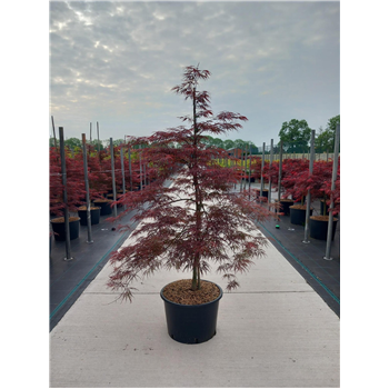 Javor palmatum 'Garnet' F00010634