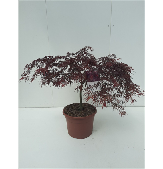 Javor palmatum 'Inaba-shidare' F00010641