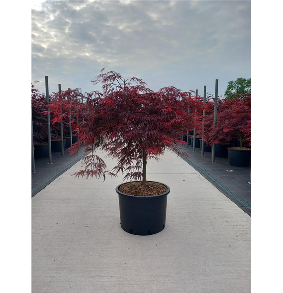 Javor palmatum 'Inaba-shidare' F00010642