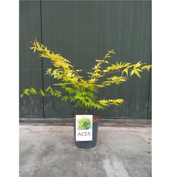 Javor palmatum 'Orange Dream' F00010645