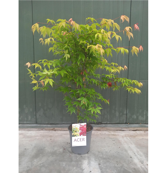 Javor palmatum 'Osakazuki' F00010647