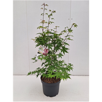 Javor palmatum 'Osakazuki' F00010651