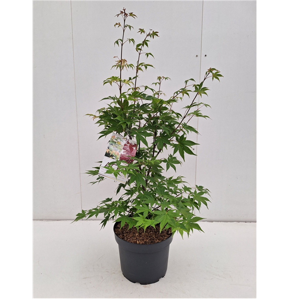 Javor palmatum 'Osakazuki' F00010651