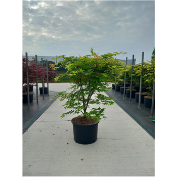 Javor palmatum 'Osakazuki' F00010646