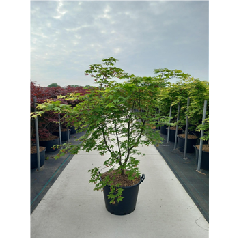 Javor palmatum 'Osakazuki' F00010648