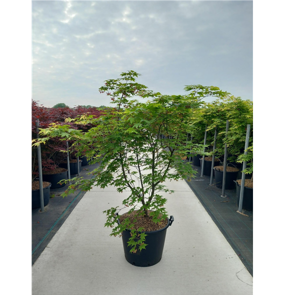 Javor palmatum 'Osakazuki' F00010648