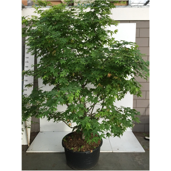 Javor palmatum 'Osakazuki' F00010649
