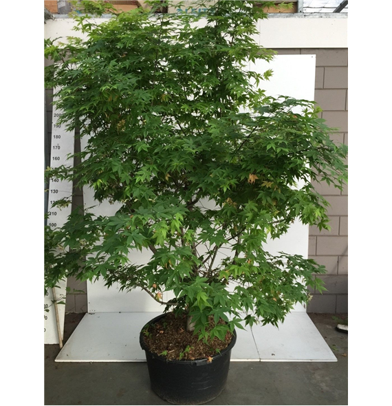 Javor palmatum 'Osakazuki' F00010649