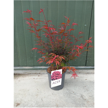 Javor palmatum 'Shaina' F00010655