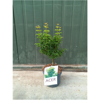 Javor palmatum 'Shishigashira' F00010653