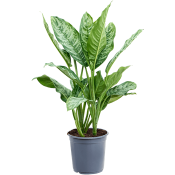 Aglaonema 'Chantal' 4AGCHBU24