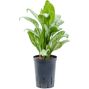 Aglaonema 'Christina' 1AGCHBP10