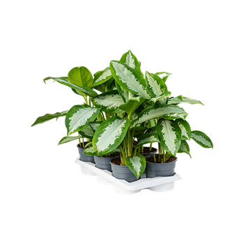 Aglaonema 'Diamond Bay' 6/tray 4AGDIBU17
