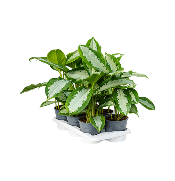 Aglaonema 'Diamond Bay' 6/tray 4AGDIBU17