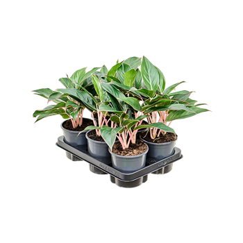 Aglaonema 'Misterio' 6/tray 4AGMIBP13