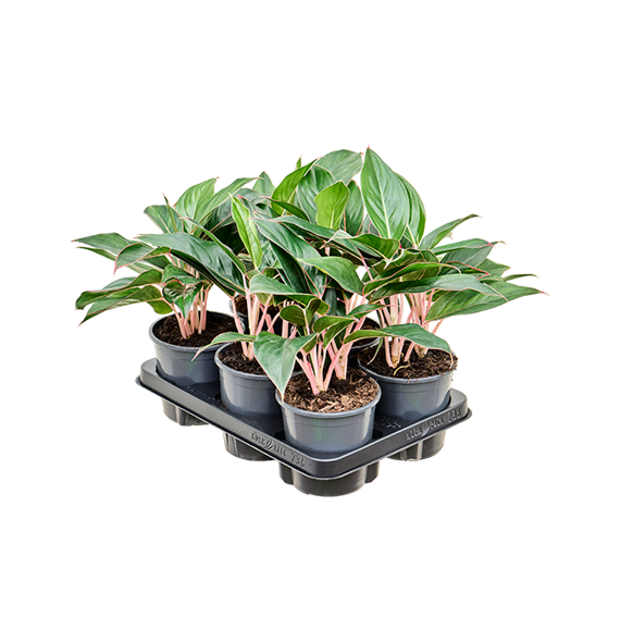 Aglaonema 'Misterio' 6/tray 4AGMIBP13