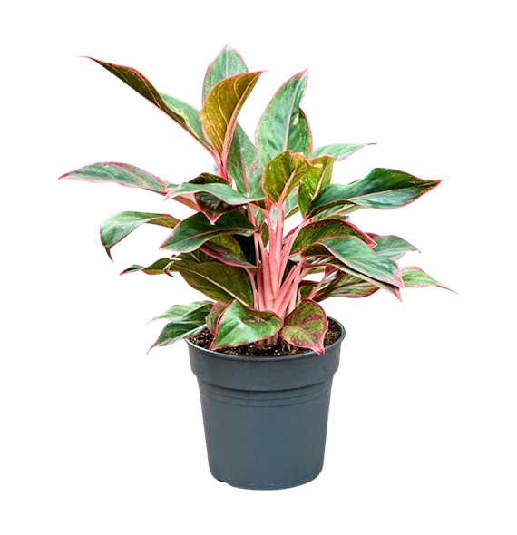 Aglaonema 'Siam Red' 4AGSRBU17