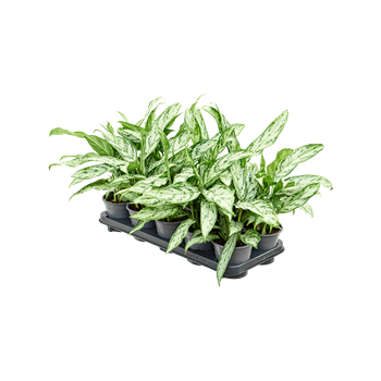 Aglaonema 'Silver Queen Compact' 10/tray 4AGSQBP12