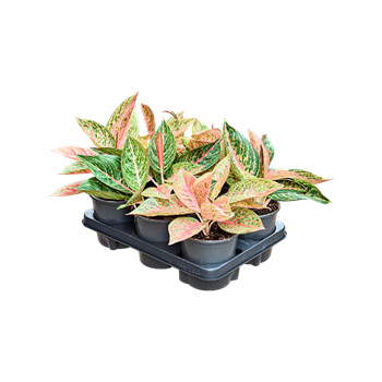 Aglaonema 'Starshine' 6/tray 4AGSTBP30