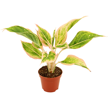 Aglaonema Lipstick F00001147