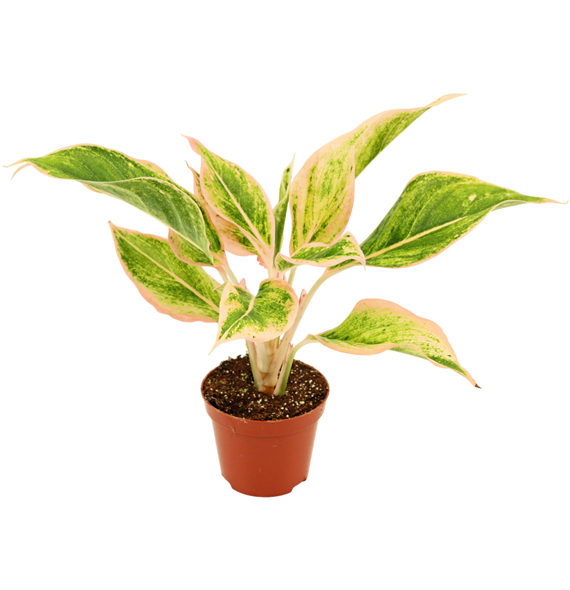 Aglaonema Lipstick F00001147