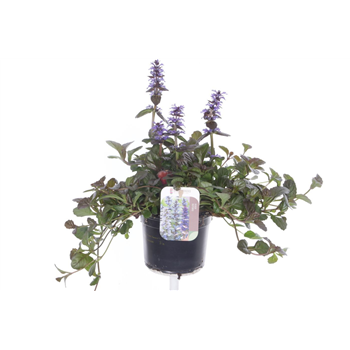 Ajuga reptans 'Braunherz' F00007188