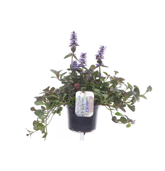 Ajuga reptans 'Braunherz' F00007188
