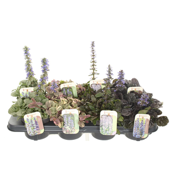 Ajuga reptans mix F00004744