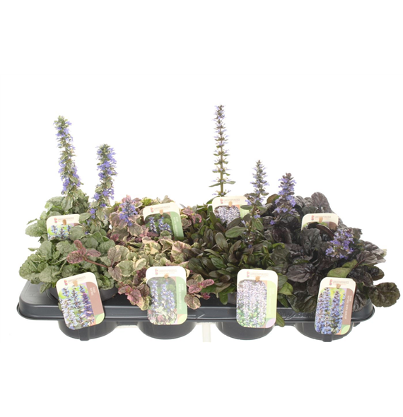 Ajuga reptans mix F00004744