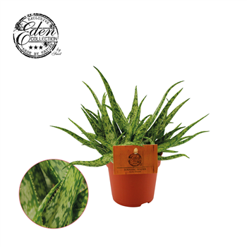 Aloe Spider F00001883