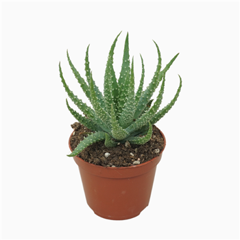 Aloe humilis F00001842