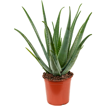 Aloe vera barbadensis 5ALVBKK24