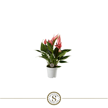 Anthurium andraeanum 'Lilli' F00010371