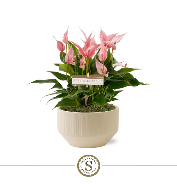 Anthurium andraeanum 'Lilli' F00010417