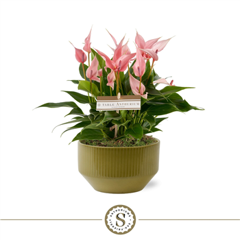 Anthurium andraeanum 'Lilli' F00010416