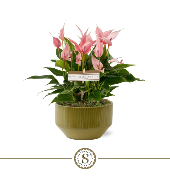 Anthurium andraeanum 'Lilli' F00010416