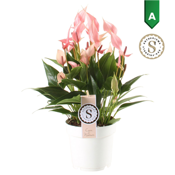Anthurium andraeanum 'Lilli' F00010368
